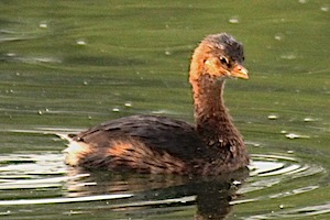 Pied-billed Grebe